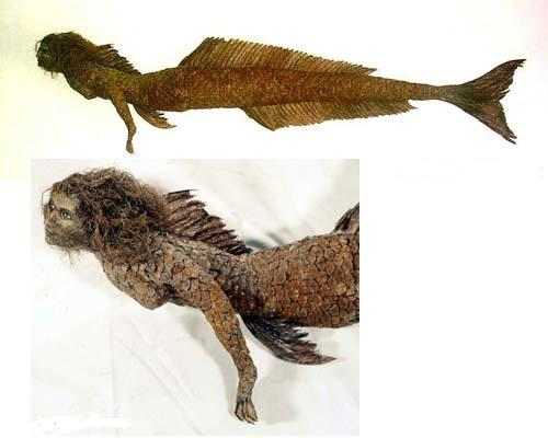 Does this photo show a real Mummified Mermaid? There is much debate about this particular photo. Does it or does it not show a real mummified mermaid? What do you think? Post your comments below but no links please.