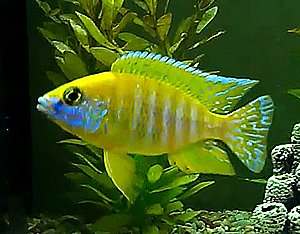 Pictured is a young dominant male Sunshine Peacock cichlid that is starting to show some good color. Dominant males will display the brightest color.