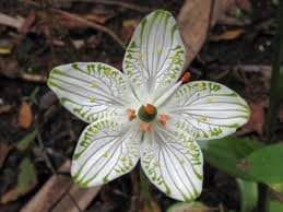 This picture of the Parnassia grandifolia, and many others as well, can be found by clicking on the source link below.