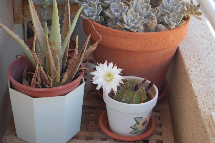 What You Need to Know About Growing Cactus VS Growing ...