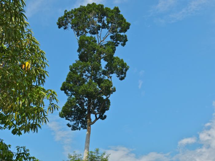 6. Endangered Plant : Apnit or Bagtikan - Parashorea malaanonan