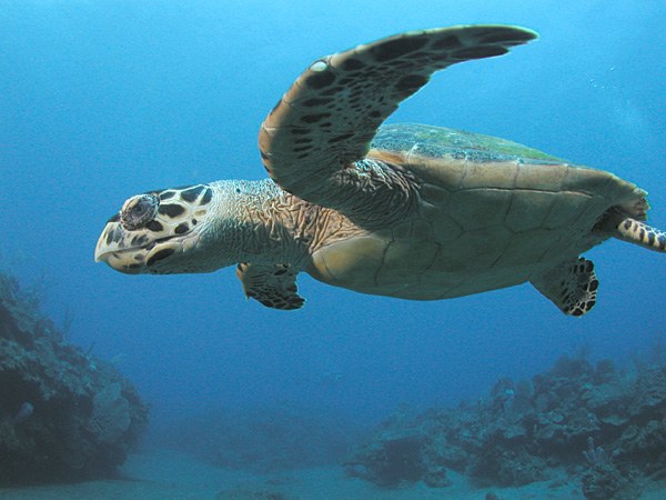 1. Endangered Animals : Pawikan Or Hawksbill Sea Turtle (Scientific Name: Eretmochelys Imbricata)