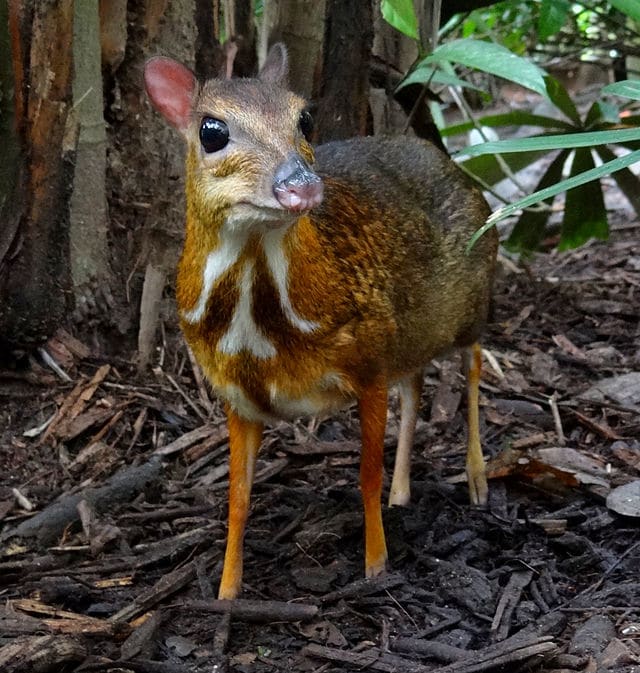 9. Pilandok or Philippine mouse deer (scientific name: Tragulus nigricans)