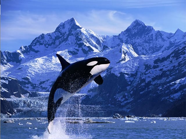 Interesting Facts about Killer whales Also Known as Orcas - HubPages