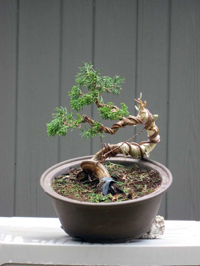 How to get a thicker bonsai tree trunk HubPages