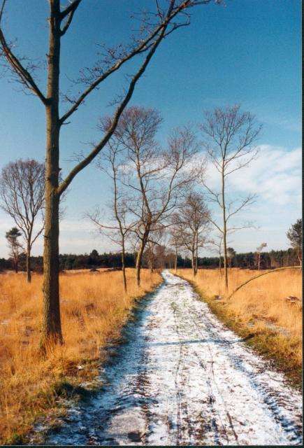 Skipwith Common is a great place to walkm watch wildlife and walk your dog Share Alike Licence http://creativecommons.org/licenses/by-sa/3.0/