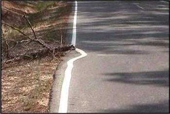 This is a great example of stupid decisions. It was obviously easier to drive around the dead tree than to stop for a minute and move the tree. Right?