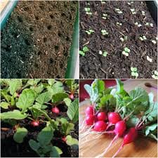 You can easily grow great crops of radishes in containers. This would be a great project for kids to do as the radishes will grow quickly and then they can pick the radishes, wash them and eat them.