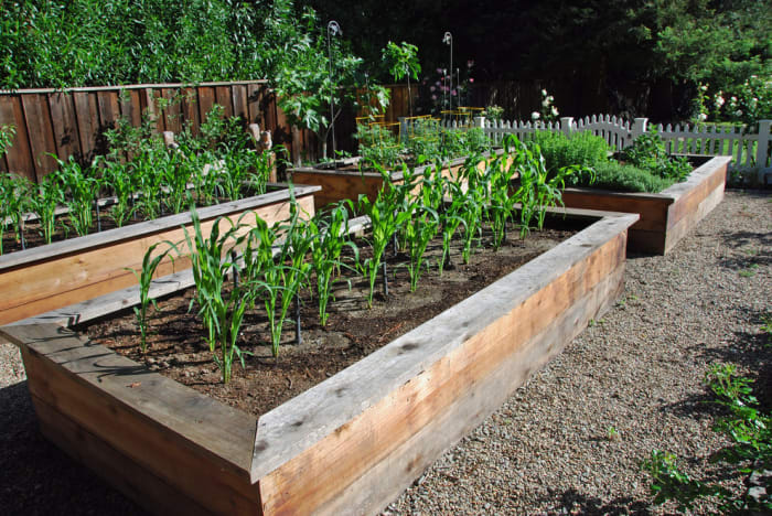 You can do your gardening in raised beds and harvest lots of nutritious delightfully delicious vegetables.