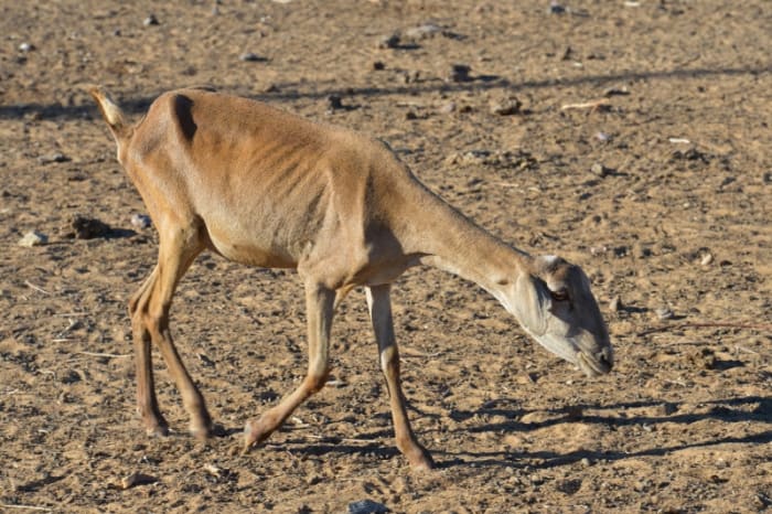 Drought often means suffering for livestock, like this Brazilian goat, photographed in 2013 by Agência Brasil. Image courtesy Wikimedia Commons.