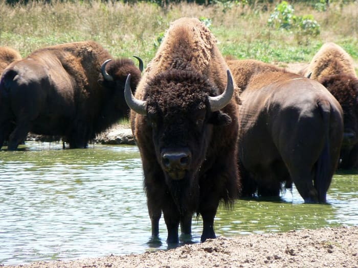buffalo-jumping-spurred-by-spains-horses-and-guns
