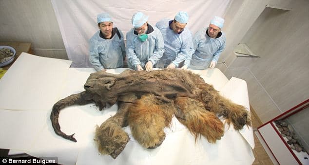 So many frozen prehistory animal carcasses have been found dating to one specific time period that it can no longer be considered a mere coincidence.