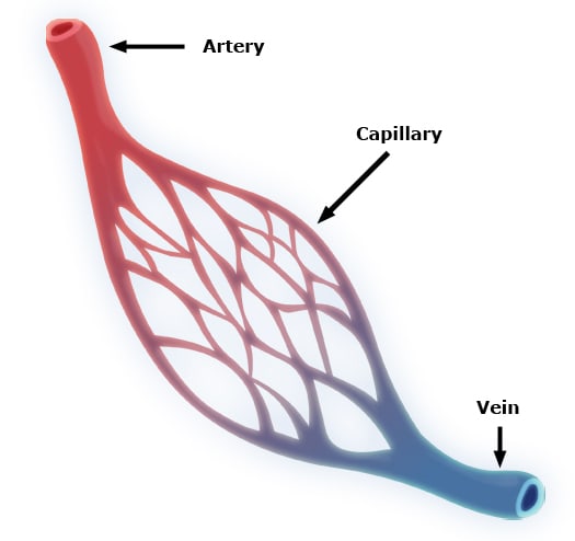 Interesting Facts about Blood Vessels-Arteries, Veins, and Capillaries ...