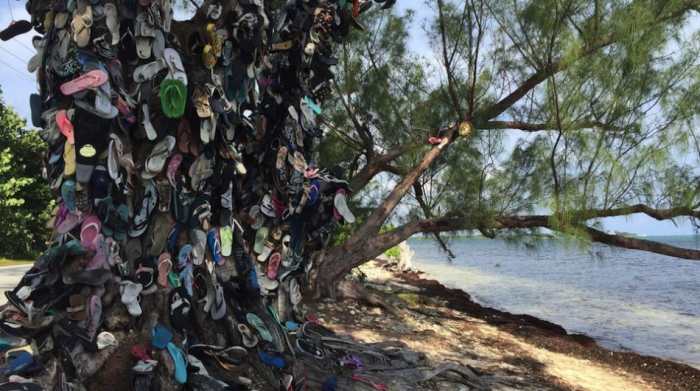 Over time, the collection has crept more than 15 feet up the trunk, and is now rapidly migrating to a neighboring tree.