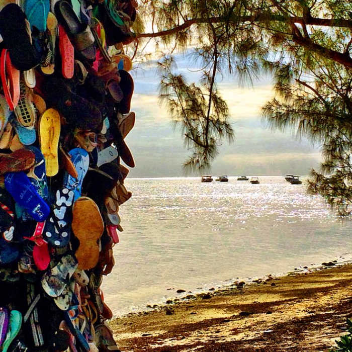 It started with just one flip-flop. but now there are hundreds, joined by assorted sneakers, slippers and even flippers, nailed to a casuarina tree bordering the coastal road that runs through Grand Cayman’s South Sound.