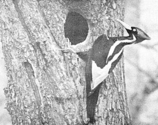 Male Ivory-Bill at entrance of nest. Photo taken in Singer Tract, Louisiana by Arthur A. Allen (April 1935). From recent observations of the Ivory-Billed Woodpecker (Auk) Volume 54, Number 2, April, 1937.