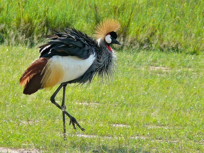A grey crowned crane (Balearica_regulorum) The Crested Crane is a symbol of Uganda's beauty and diversity and is the country's national emblem. Sadly though, its becoming an endangered species. Make sure to view it when you travel to Uganda