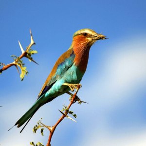 Lilac breasted Roller with Grasshopper on Acacia tree in Botswana