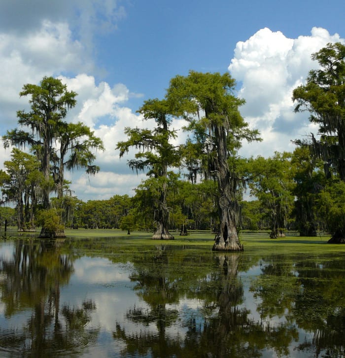 bald-cypress-is-state-tree-of-louisiana