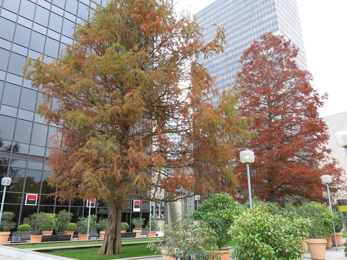 Bald Cypress Trees in the Fall Season