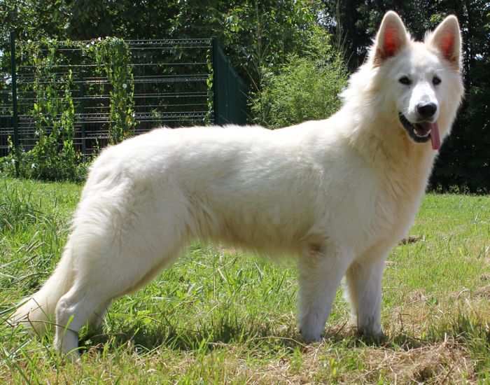 Top 10 Tallest Dogs of White Color - HubPages