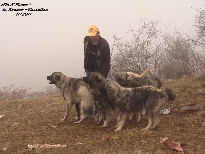 These 3 sarplaninacs are surely going to confront a bear if the latter chooses to come near their human..