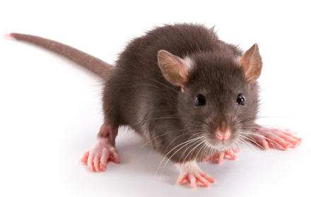 "Rat-face? Who are you calling rat-face? I'll have your job - just you wait 'til Lord Allcock hears of this!"