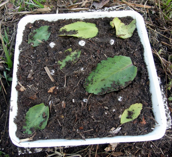 I collected a few leaves and dropped onto a recycled fruit container. I removed the stem on the leaf so it laid flatter.