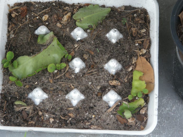 New plants are clearly visible here. I lost some of the leaves from the container due to wind and rain that took place that night. They lodged in the ground in the garden.