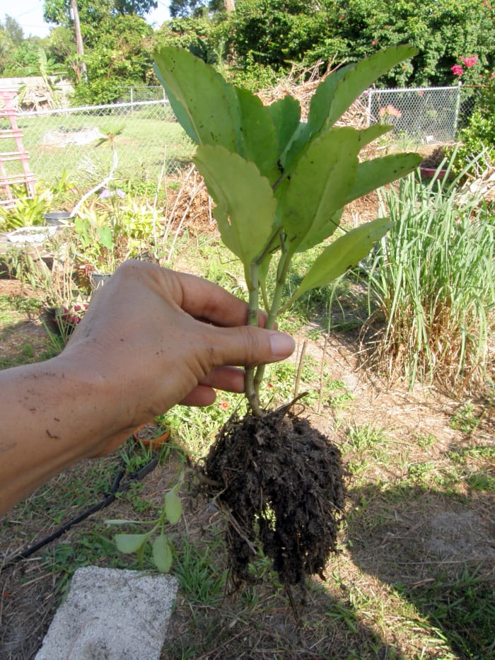 Plants can be dug up and transplanted elsewhere, if needed. You can see a new plant dangling off the side of the soil. This was separated and planted in a pot.