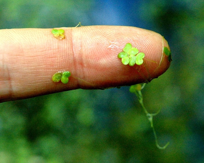 Lemna minor, smallest of the two species of Duckweed native to North America, is displayed on this finger.