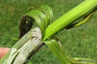 Peeling a burdock stem reveals a tasty vegetable, but when it comes to this plant, smaller is better (easier to harvest and tastier).