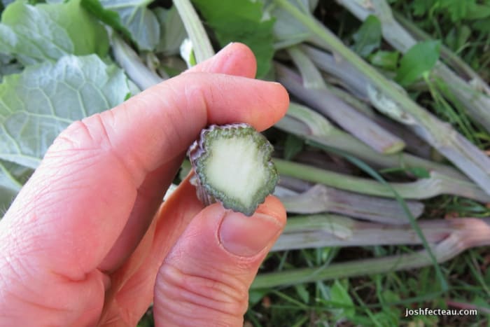 The stems of the burdock plant can be peeled and eaten raw or cooked. This is a tender stalk, which can be identified by its lack of a hole in the center. If there is a hole, the stalk is likely to be tougher.