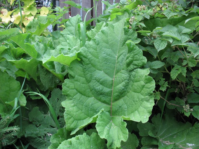 The burdock leaves are large on the lower branches and smaller on the upper, and the plant gets its name from the word dock (referring to its large leaves). Burdock leaves have a bitter taste, but can be steamed or stir-fried in small amounts.