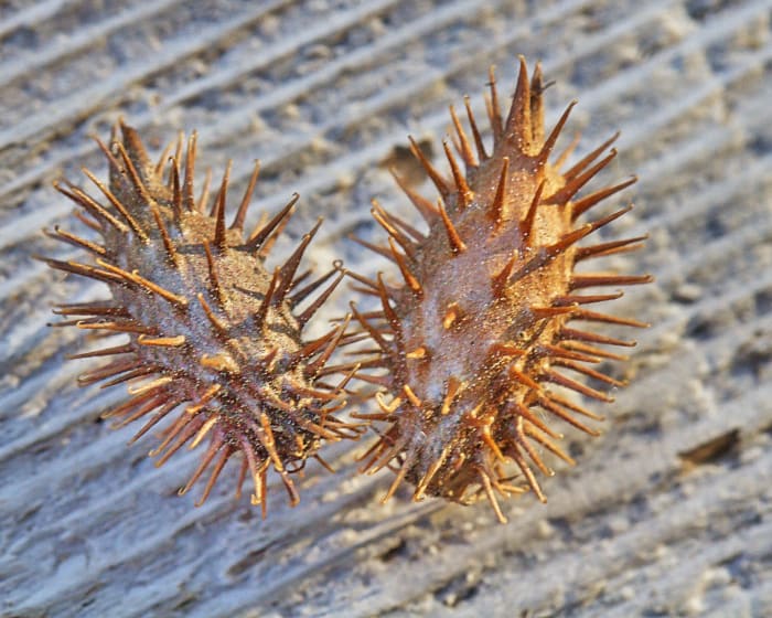 We can thank these aggravating burs that we have all picked off our clothing and our pets for being the inspiration for the invention of velcro,