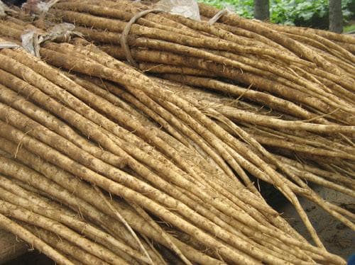 Burdock roots can grow several feet long, so it is important that you dig around the root when harvesting. The roots have compounds - arctiin and luteolin - that are believed to be beneficial in the fight against cancer.