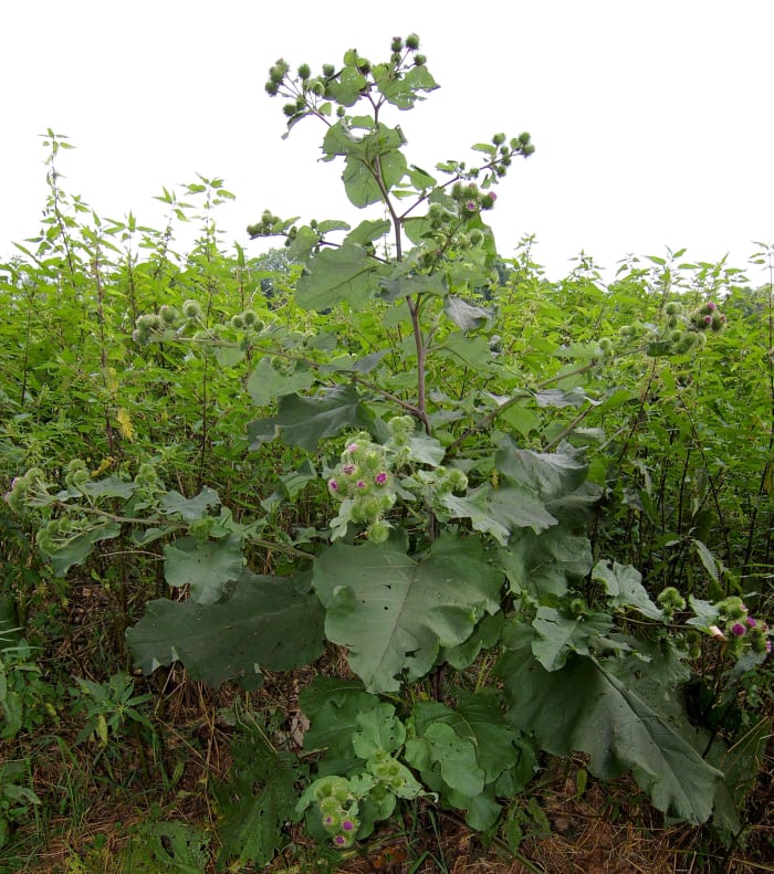 The burdock plant grows to a height of about three to four feet. It has purple flowers that bloom between the months of June and October and wavy, heart-shaped leaves that are green on top and lighter (whitish) on the bottom.