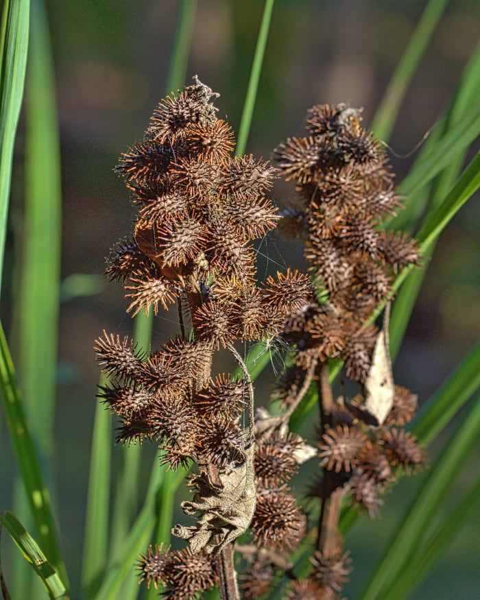 Dried burdock plant fruit contains the seeds that are edible, or can be used for the next crop of plants. If you have to start by buying seeds, there are many different types available.