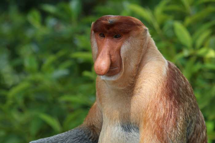 Proboscis monkey (Nasalis larvatus) male Labuk Bay
