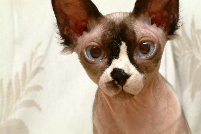 Hairless Sphynx Cat