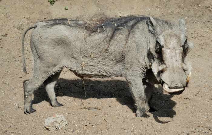 Muenster-Warthog