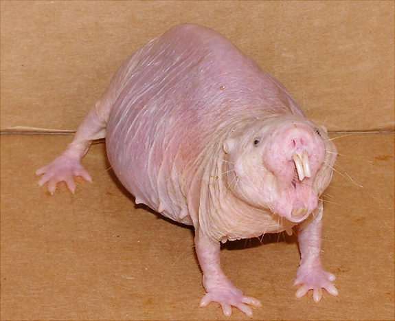 The naked mole rat