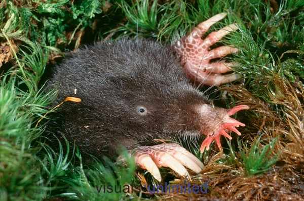 Stat nosed mole