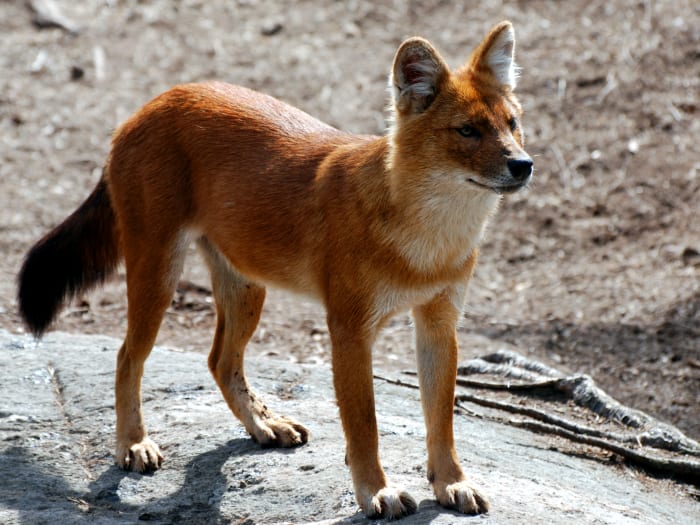 10 Dog Breeds That Look Like Fox HubPages