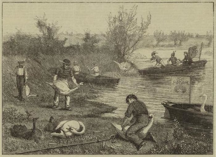 "Swan Hopping". Swan upping on the Thames, 1875 illustration Henry Robert Robertson (1839 - 1921), Life on the upper Thames, Virtue, Spalding, and co., London, 1875, p. 160, Engraved by Williaw J. Palmer on drawings on wood by Henry Robert Robertson