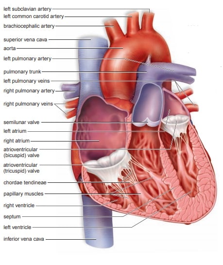 Cardiovascular System: Heart and Blood Vessels - HubPages