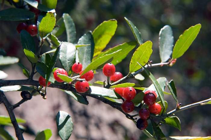 The oval leaves are gently serrated. Berries may be red, yellow, or absent.