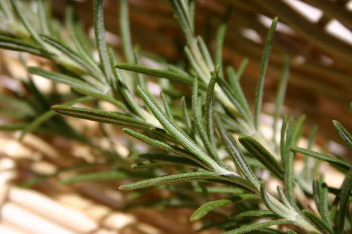 The Less Known Benefits of Rosemary: From healthy skin to a healthy liver, rosemary has many properties and uses that can contribute to your overall health.