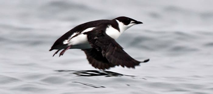 This is a photo of a marbled murrelet in flight. Loss of habitat is the biggest threat these birds face, as the trees they use for nested are targeted for logging. They are found in California and Washington in North America.