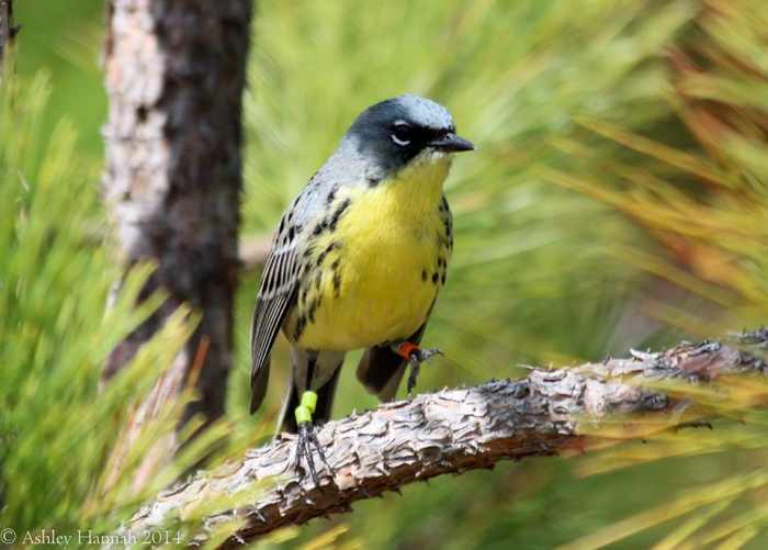 This is the endangered Kirtland's warbler, a songbird that nests in young jack pine stands. They have been seen in several states, including Florida, Michigan, South Carolina, and Wisconsin